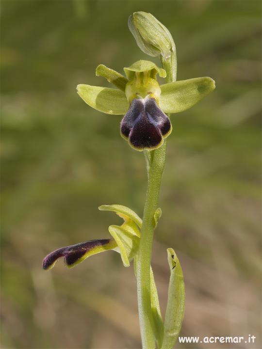 Orchis ustulata, Op. fusca, Op. fuciflora